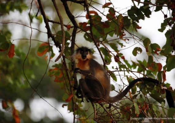 Capped Langur Manas : Photo Credts : Mr. Sandesh Kadur