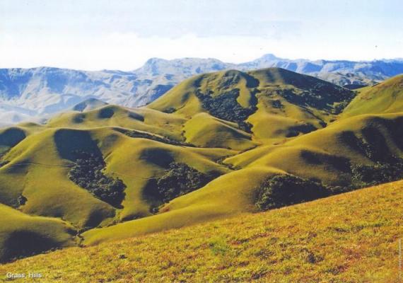 Grass Hills National Park Wester  Ghats : Photo Credits : Mr. S Thangaraj Panneerselvam