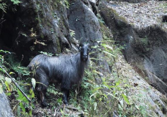 Himalayan Tahr : Great Himalayan National Park Photo Credits : Green Hub-WII C2C
