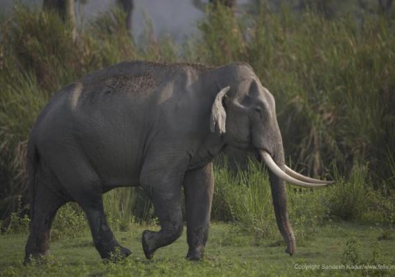 Kaziranga Photo Credits : Ms. Sandesh Kadur