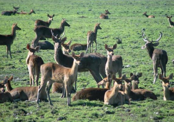 Kaziranga Photo Credits : Mr. Niraj Kakati