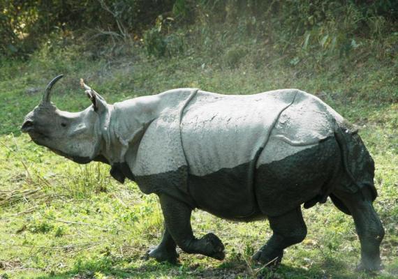Kaziranga Photo Credits : Mr. Niraj Kakati
