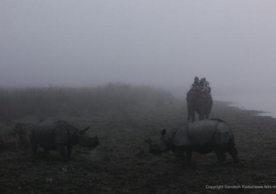 Kaziranga Photo Credits : Mr. Sandesh Kadur