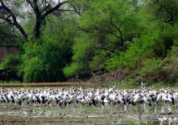 Keoladeo : Photo Credits : Dr. Bhumesh Singh