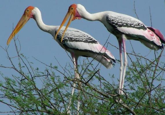 Keoladeo : Photo Credits : Dr. Bhumesh Singh