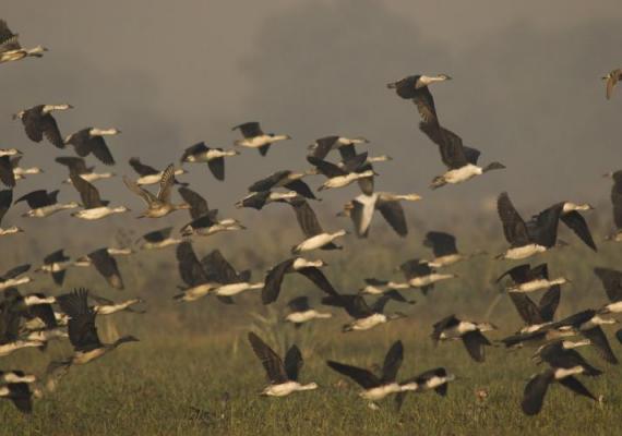 Keoladeo : Photo Credits : Dr. Bhumesh Singh
