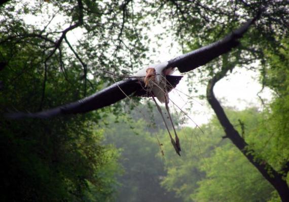 Keoladeo : Photo Credits : Dr. Bhumesh Singh