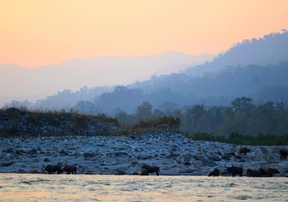 Manas : Photo Credits : Dr. Vivek Sarkar