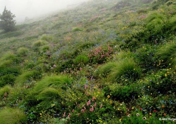 Nanda Devi : Photo Credits : Dr. Amit Kumar