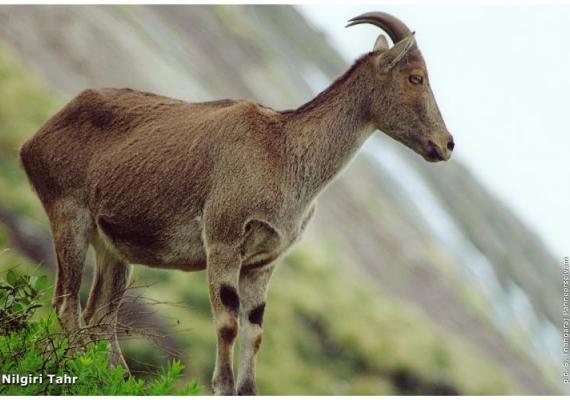 Nilgiri Tahr : Photo Credits : Mr. Thangaraj Panneerselvam