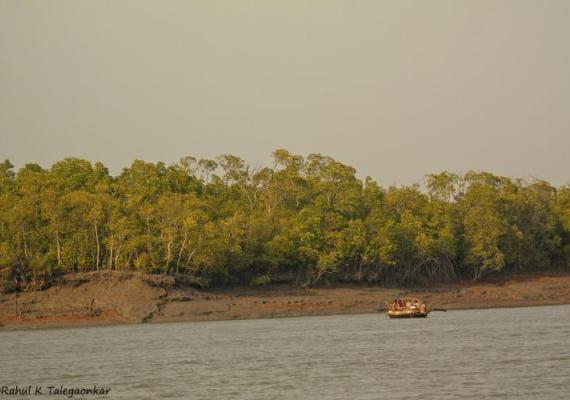 Sundarbans Photo Credits : Mr. Rahul Talegaonkar