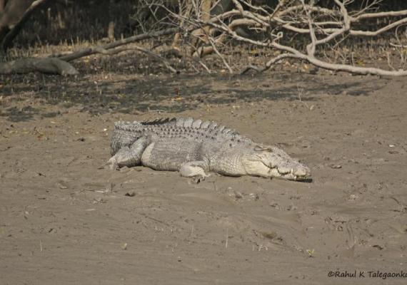 Sundarbans Photo Credits : Mr. Rahul Talegaonkar
