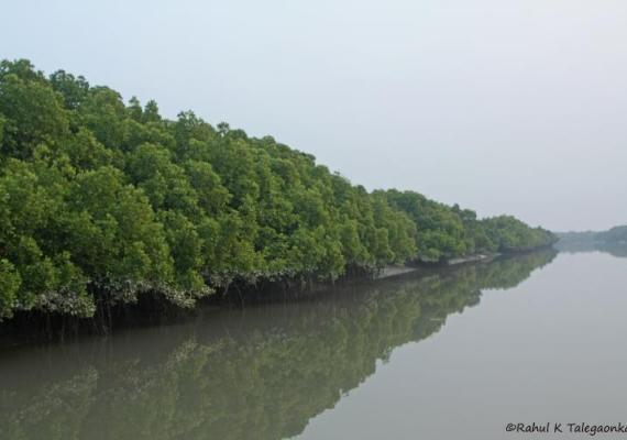 Sundarbans Photo Credits :  Mr.  Rahul Talegaonkar