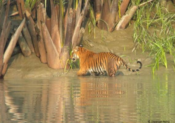 Sundarbans Photo Credits :  Dr. Dipanjan Naha