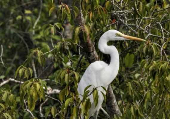 Sundarbans Photo Credits : Pallabi Chakraborty