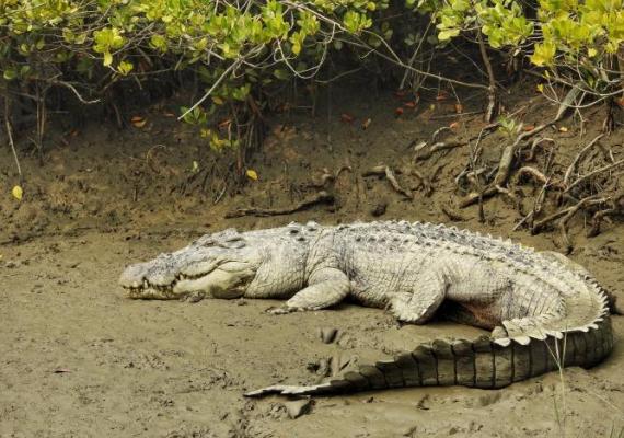 Sundarbans Photo Credits : Pallabi Chakraborty
