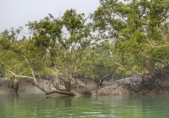 Sundarbans Photo Credits : Pallabi Chakraborty