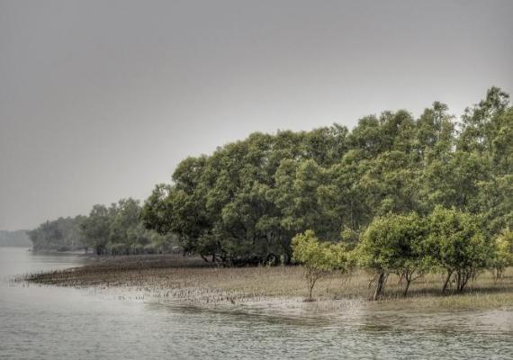 Sundarbans Photo Credits : Pallabi Chakraborty