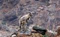 Blue Sheep Nanda Devi : Photo credits : Dr. Amit Kumar