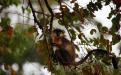 Capped Langur Manas : Photo Credts : Mr. Sandesh Kadur