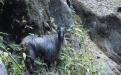 Himalayan Tahr : Great Himalayan National Park Photo Credits : Green Hub-WII C2C