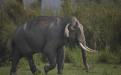 Kaziranga Photo Credits : Ms. Sandesh Kadur