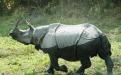Kaziranga Photo Credits : Mr. Niraj Kakati