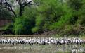 Keoladeo : Photo Credits : Dr. Bhumesh Singh