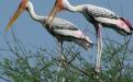 Keoladeo : Photo Credits : Dr. Bhumesh Singh