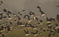 Keoladeo : Photo Credits : Dr. Bhumesh Singh