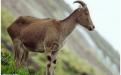 Nilgiri Tahr : Photo Credits : Mr. Thangaraj Panneerselvam