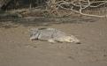 Sundarbans Photo Credits : Mr. Rahul Talegaonkar