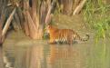 Sundarbans Photo Credits :  Dr. Dipanjan Naha